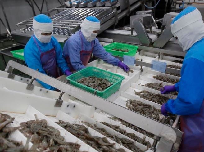 Thai Producers Plan for Shrimp Output to Rebound in Second Half of 2017